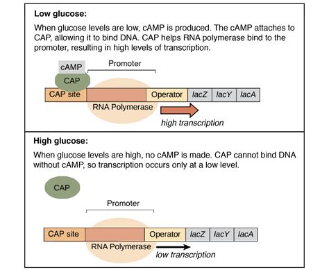 In The Diagram Below Of The Lac Operon What Is The Sugar Composition Of ...