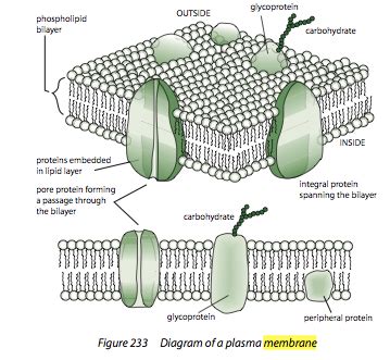 Peripheral Proteins