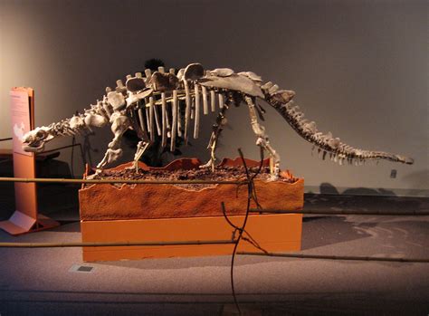 Crichtonsaurus no4 | Original fossil - an early relative of … | Flickr