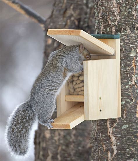 Duncraft.com: Duncraft Jack in the Box Squirrel Feeder | Squirrel ...