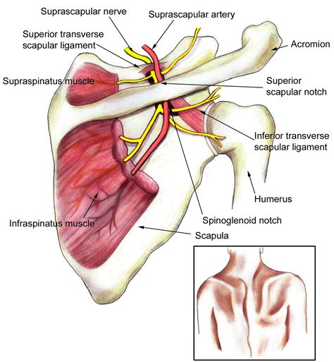 Suprascapular nerve and injury | Nerves and Plexus Study | Pinterest | Shoulder anatomy, Chronic ...