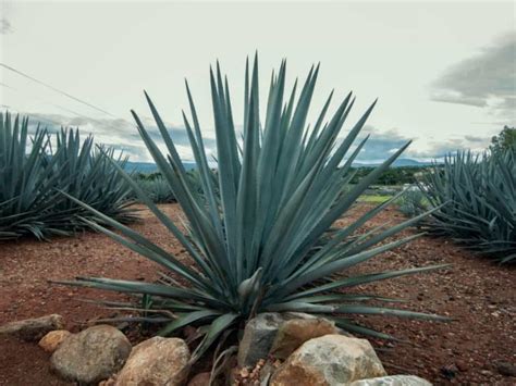 Agave Plant: How to Grow and Care for Them