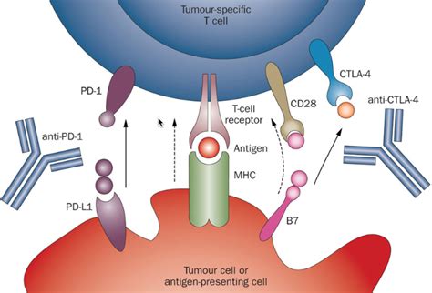 Nivolumab (Opdivo): Survival benefit in NSCLC | thasso