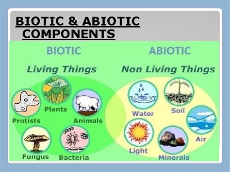 BIOTIC ABIOTIC COMPONENTS DEFINATIONS Plants and animals including