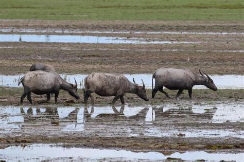 Premium Photo | Water buffalo lives in a swamp, nature background.