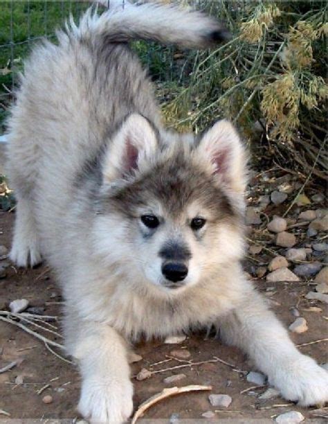 Alaskan Malamute Wolf Dog - Pets Lovers