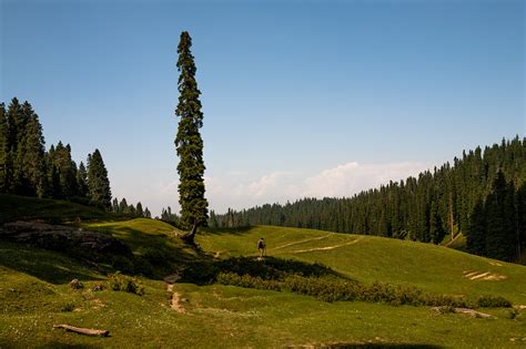 Yusmarg: Why stay here on a trip to Kashmir · sandeepachetan.com