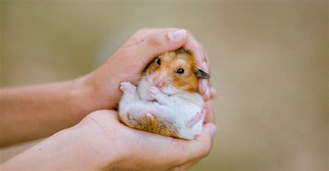 Dwarf Hamster - A-Z Animals