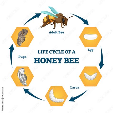 Life cycle of a honey bee illustration, transparent background. Labeled ...