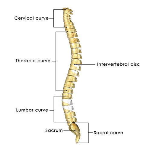 Download Vertebral Column Anatomy Pics