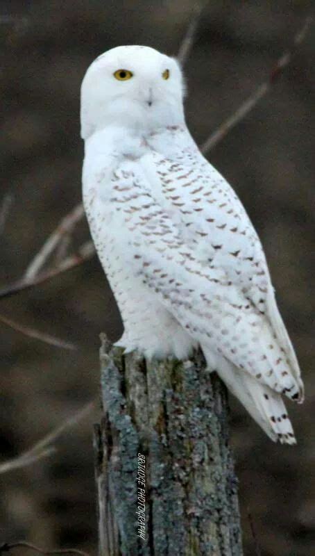 Snowy Owl, Canada | Owl photography, Beautiful owl, Little red riding hood halloween costume