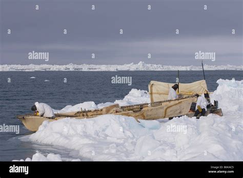 Inupiaq subsistence whaler paddles a seal skin boat or umiak through an ...