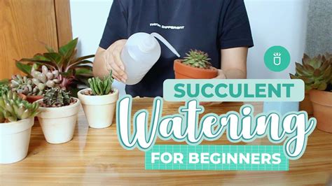 How and When to Water Succulents for Beginners | Succulent Tips for Beginners - YouTube