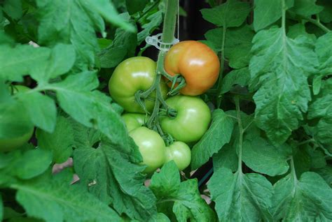 Growing Tomatoes in Containers | What Grows There :: Hugh Conlon ...