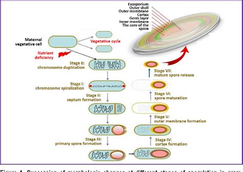 Figure 1 from Learning from Nature: Bacterial Spores as a Target for Current Technologies in ...