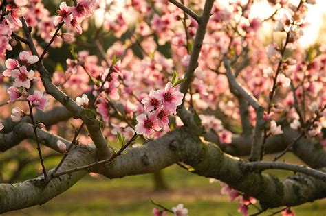 peach blossom tree - Live The Life You Love