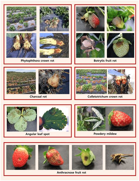 Several common strawberry diseases. Used with permission from N. Peres ...