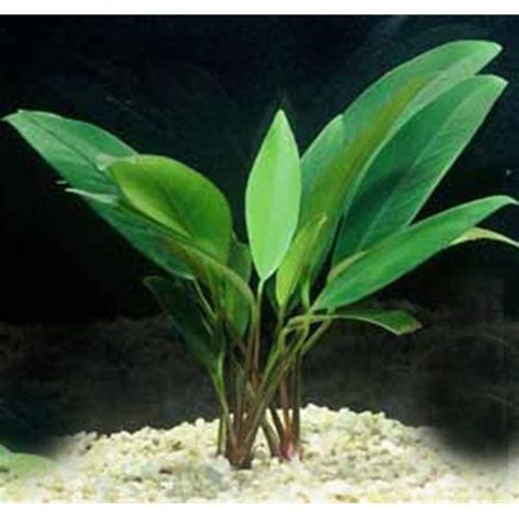 Anubias Gigantea Freshwater Aquarium Plant | Arizona Aquatic Gardens