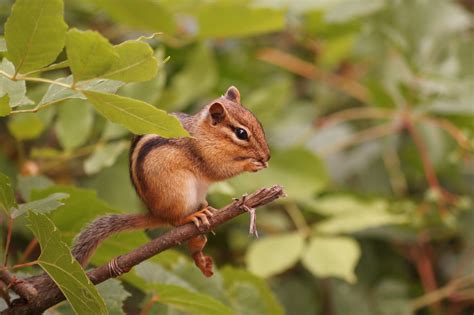 Eastern chipmunk | Season Watch