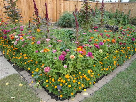 20 Zinnia Garden Design Ideas To Try This Year | SharonSable