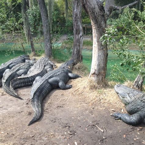 Edisto Island Serpentarium - 4 tips from 161 visitors