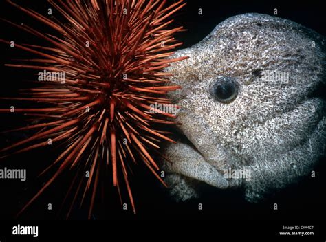 Wolf-Eel (Anarrichthys ocellatus) eating Red Sea Urchin ...