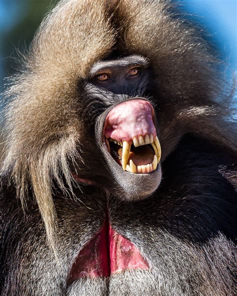 Male Gelada Baboon giving a threat display. : r/natureismetal