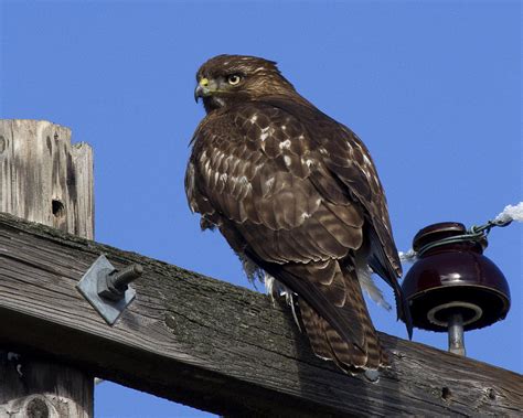 Dark-morph Juvenile Red-tailed Hawk Photograph by Eric Mace - Pixels