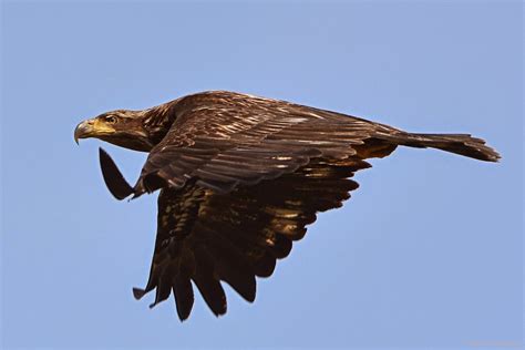 Shutterbugs Capturing the World Around Us: More Young Eagles in flight