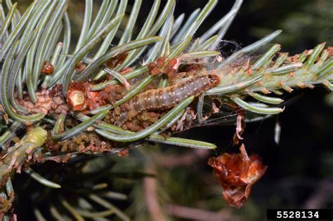 western spruce budworm moth (Choristoneura occidentalis)