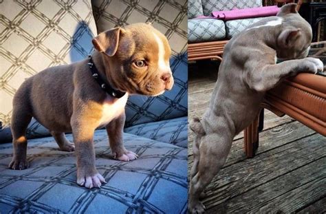 Before & after Bully Max. Puppy on Bully Max for nearly two months. 8 pounds heavier than his ...