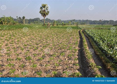 Agricultural Land in the Village Stock Photo - Image of outdoor, green: 104327222