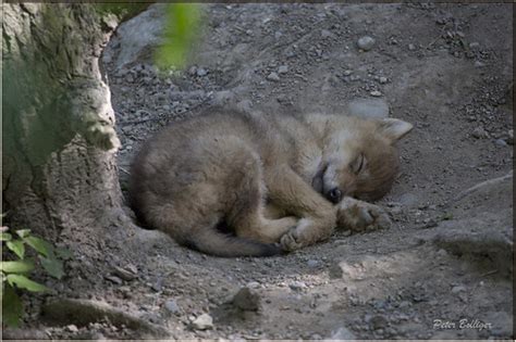 Wolf puppy sleeping | Mongolian wolf - Zoo Zürich, Switzerla… | Peter Bolliger | Flickr