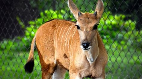 A six-week-old eland calf born at the Nashville Zoo in May is now on ...