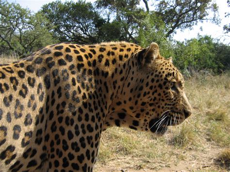 File:Leopard-Kruger-SouthAfrica-2005.JPG - Wikipedia