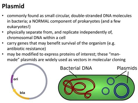 PPT - pGLO Bacterial Transformation PowerPoint Presentation, free download - ID:1606208