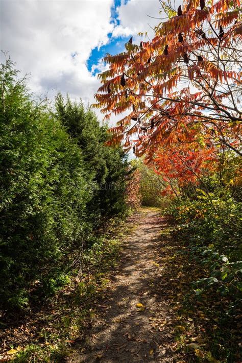 Autumn Path Along Green Bushes Stock Image - Image of branch, tree: 104500729