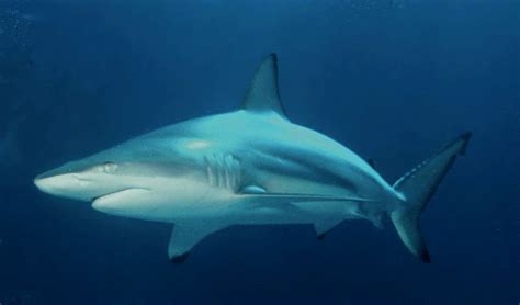 Blacktip shark - Wikipedia