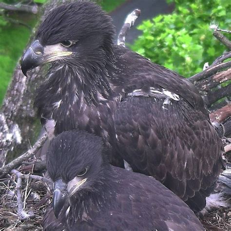 The second baby bald eagle has left the nest at the National Arboretum - The Washington Post