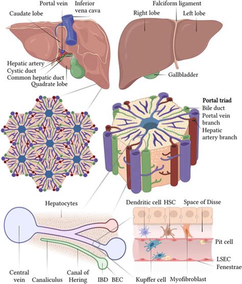 Frontiers | “iPSC-derived liver organoids and inherited bleeding disorders: Potential and future ...