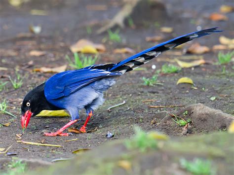 Taiwan Blue Magpie Identification - Shanghai Birding 上海观鸟