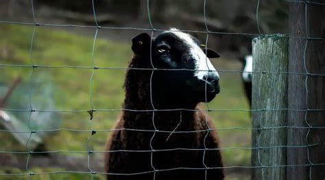 Sheep Fencing: Definitive Guide - SheepCaretaker