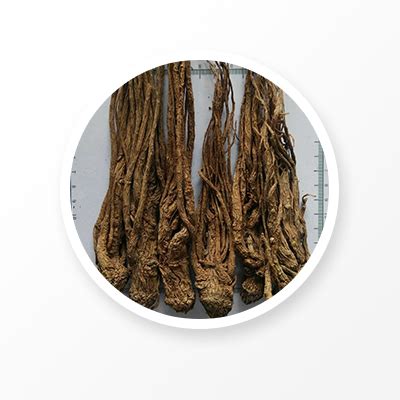 Chinese angelica sinensis supplier - NATURECHOICE