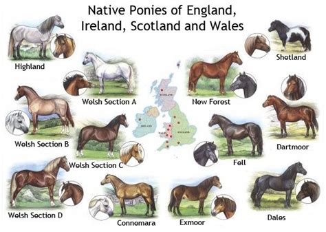 Pin by Pat Reeve - Brown on Horses / Equines | Pony breeds, Horse breeds, The pony club