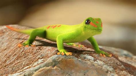 Day Gecko - Branson's Wild World