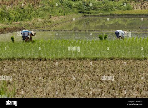 China peasants hi-res stock photography and images - Alamy