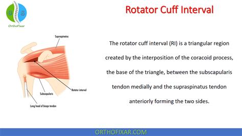 Rotator Cuff Interval Anatomy | Images and Photos finder