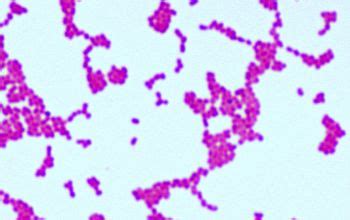 Oligella urethralis