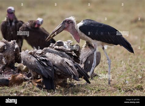 marabu and vultures Stock Photo - Alamy