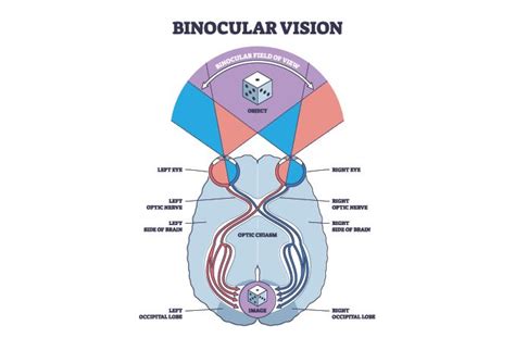 Binoculair zicht en binoculaire visie disfunctie - Bril op je hoofd